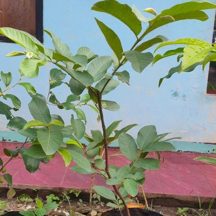 

Terlaris Bibit Jambu Kristal Cangkok