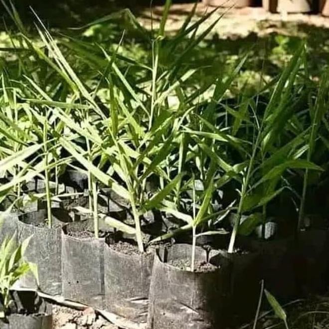 

Terlaris Bibit Tanaman Jahe Putih - Pohon Jahe Putih - Obat Herbal - Jae - Jahe New Stok