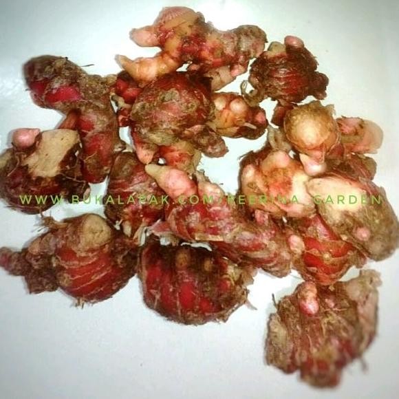 

Terlaris Bibit Tanaman Jahe Merah Berkualitas-Isi 5 Tunas Umbi Mzonwa 7340Gr