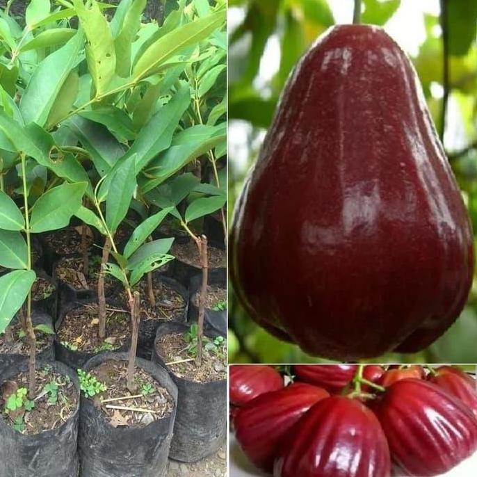 

Terlaris Bibit Tanaman Pohon Jambu King Rose Kingros Hasil Okulasi Jaminan Asli