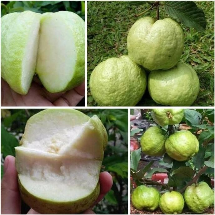

Terlaris Jambu Kristal Taiwan Bibit Tanaman Jambu Kristal