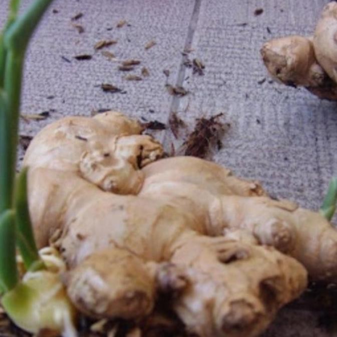 

Terlaris Jahe Gajah Basah Segar Bibit Benih Konsumsi Herbal/500 Gram By Argoplantbag