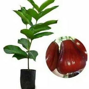 

Terlaris Bibit Jambu Dalhari