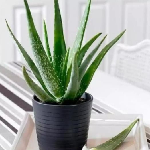 

Terlaris Tanaman Hias Lidah Buaya_Pohon Herbal