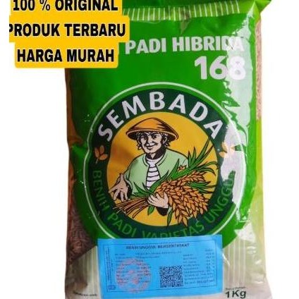 

Terlaris Benih Bibit Padi Unggul Sembada 168