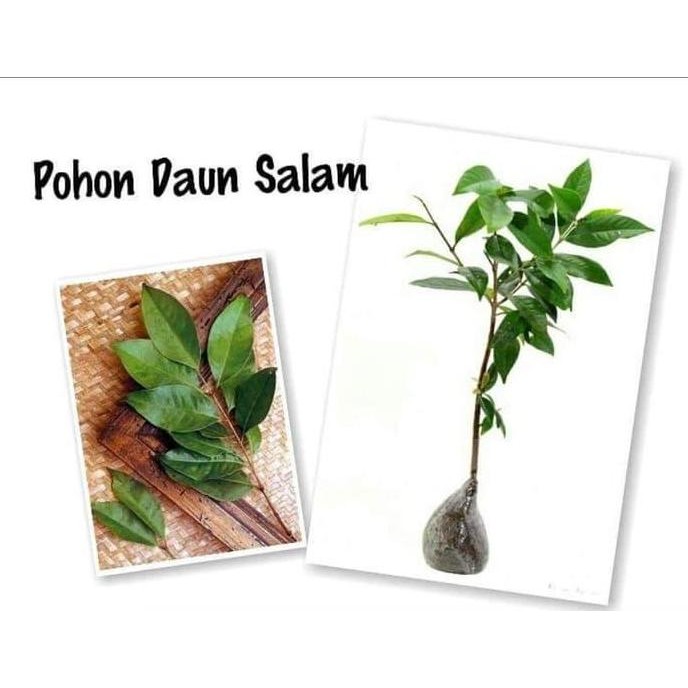 

Terlaris Sedia 5 Bibit Daun Salam Banyak Manfaat Bibit / Biji / Benih