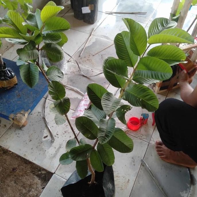 Terlaris Bibit Jambu Kristal Merah Red Diamond