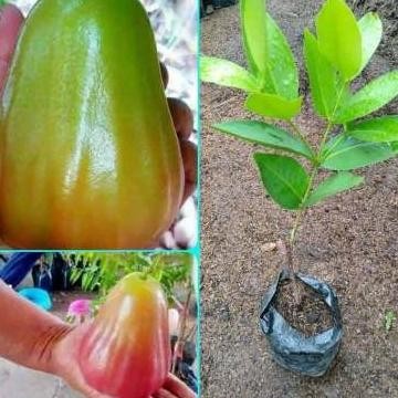 

Terlaris Bibit Tanaman Buah Jambu Bajang Leang Merah
