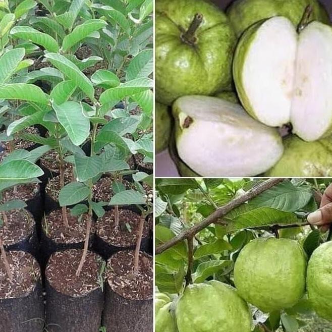 

Terlaris Terlaris Bibit Tanaman Pohon Jambu Kristal Hasil Okulasi/Cangkok