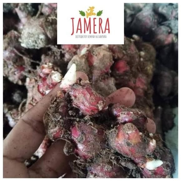 

Terlaris Bibit Jahe Merah Super Tua 1 Kg Bertunas