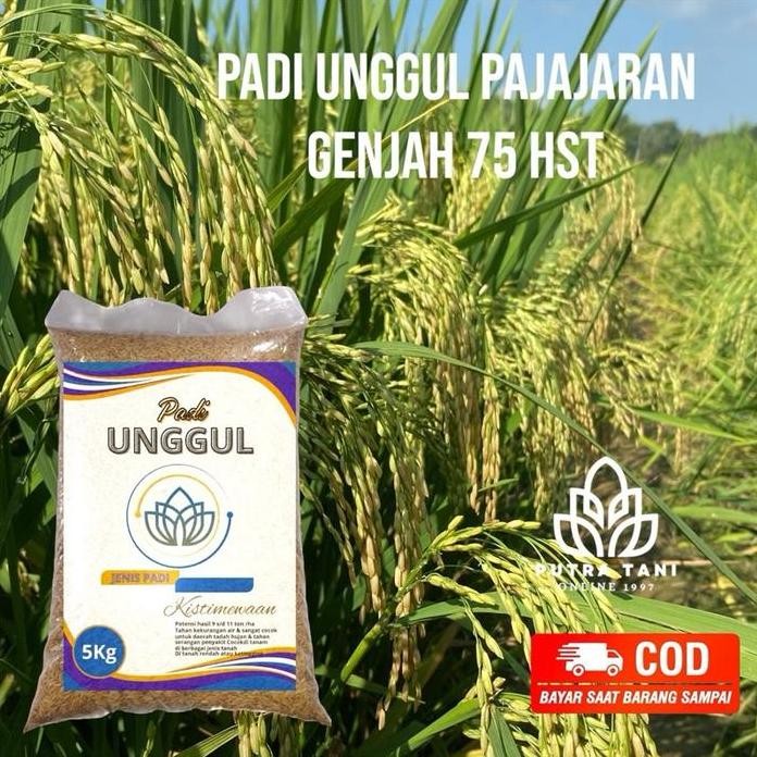 

Terlaris Padi Unggul Pajajaran 75 Genjah 75 Hst