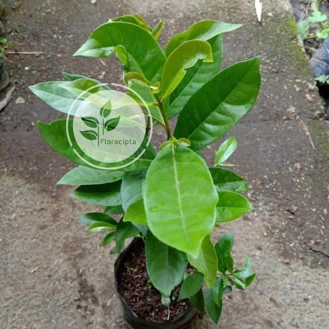 

Terlaris T4A Promo Bibit Tanaman Salam Sayur/Pohon Daun Salam Sayur Murah