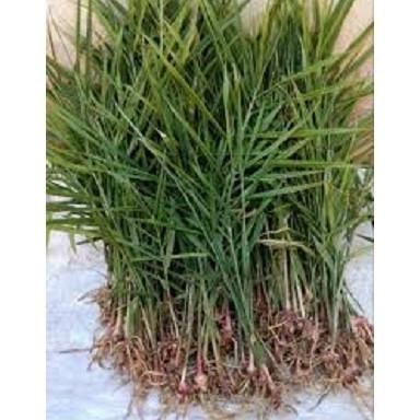 

Terlaris "Jual Hemat 300Gr - Bibit Tanaman Jahe Merah Kualitas Unggul Harga