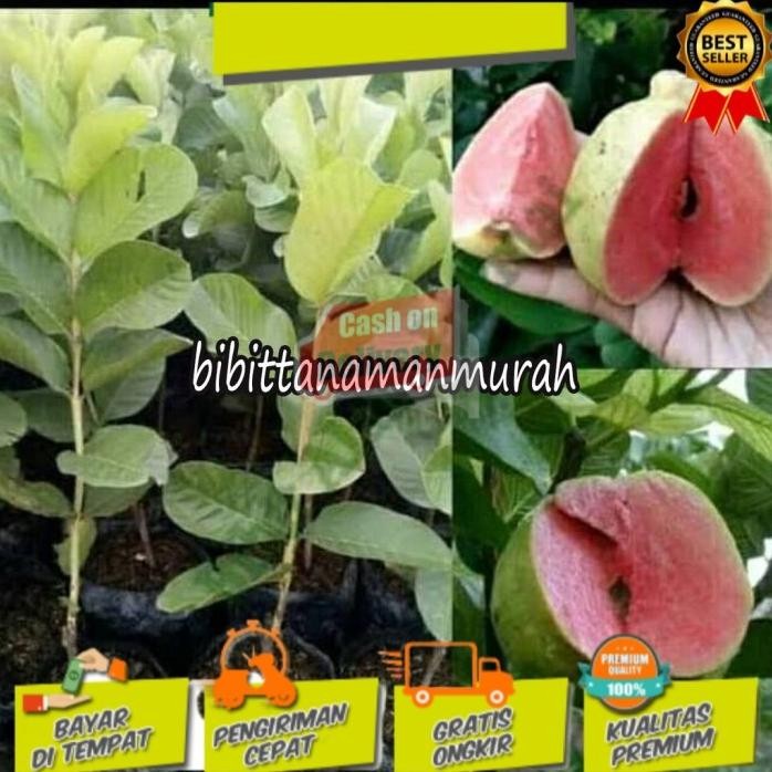 

Terlaris Bibit Jambu Sukun Tanpa Biji