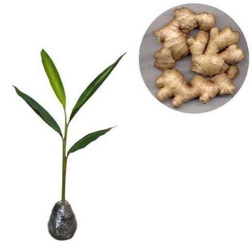 

Terlaris Siap Tanam Sedia 6 Bibit Jahe Emprit Tanaman Herbal - Benih / Biji /