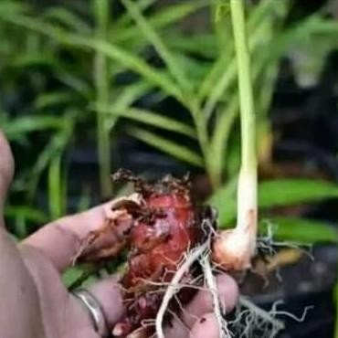 Terlaris Bibit Pohon Jahe Merah-Tanaman Herbal Eeee