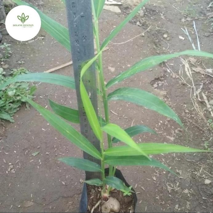 

Terlaris Bibit Tanaman Jahe Emprit Biasa Tanaman Herbal