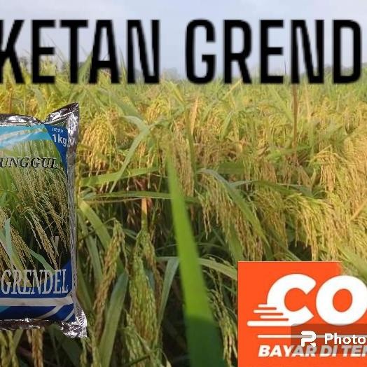 

Terlaris Benih Padi Ketan Grendel Kemasan 1Kg