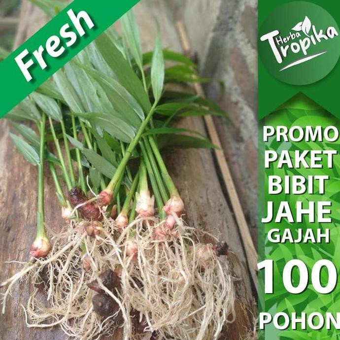 

Terlaris Paket 100 Bibit Pohon Jahe Gajah Super Siap Tanam Pohon Utuh Sudah Utuh Toko Herba Tropika