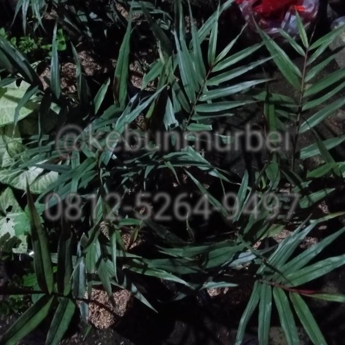 

Terlaris Siapkirim Jual Murah Jahe Wulung Hitam Bibit Jahe Hitam Ready Stock