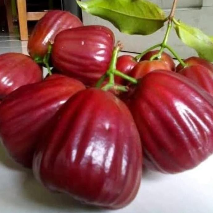 

Terlaris Bibit Jambu Air Dalhari