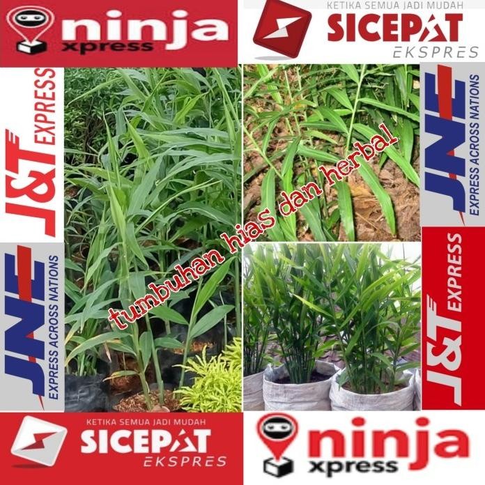 

Terlaris Bibit Jahe Emprit Siap Tanam