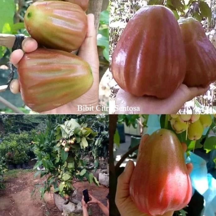 

Terlaris Bibit Buah Jambu Air King Rose Jumbo Cangkok Kualitas Unggulan