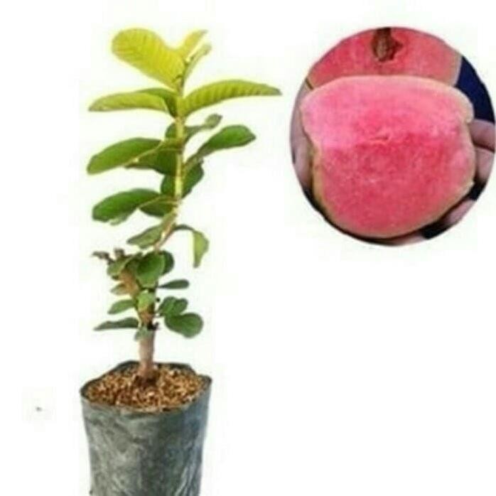 

Terlaris Bibit Buah Jambu Sukun Non Biji