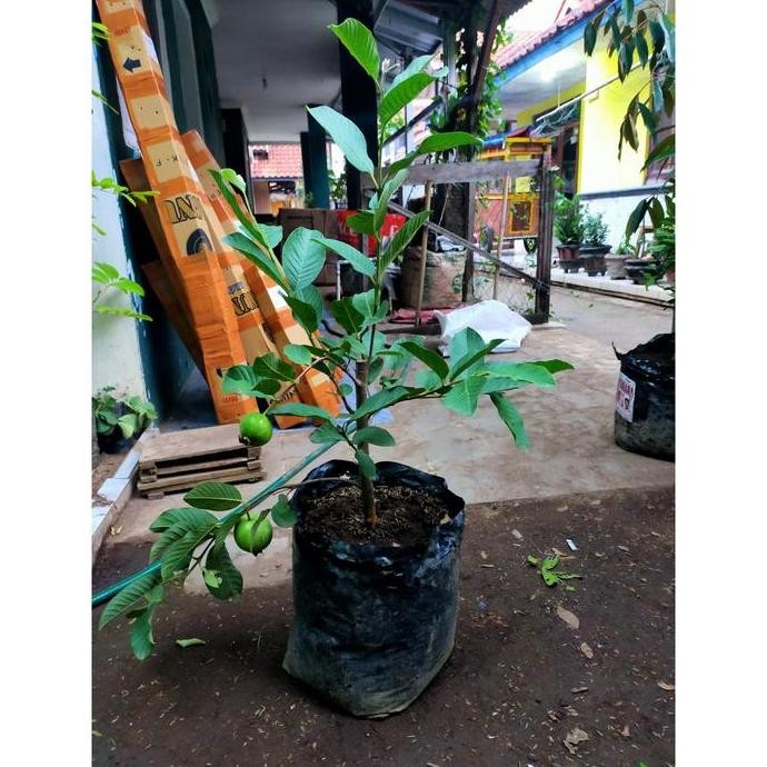 

Terlaris Bibit Jambu Krystal Cangkok Cepat Berbuah