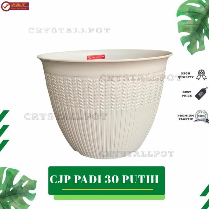 

Terlaris Pot Bunga Tanaman Cjp Padi 30Cm Putih - Cjp Padi 30 Putih 9930