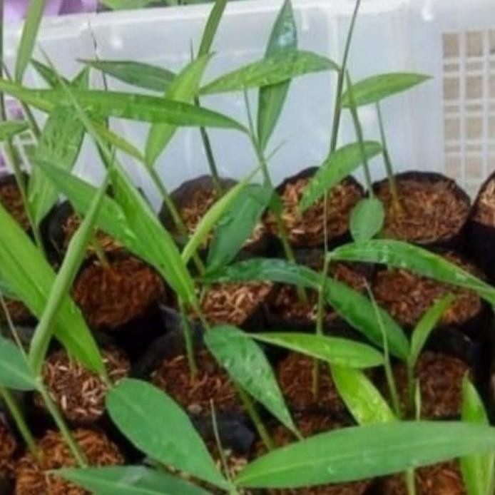 

Terlaris Bibit Tanaman Jahe Emprit Herbal Kwalitas Unggul