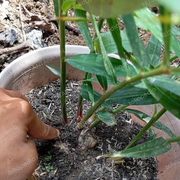 

Terlaris Jual Bibit Jahe Merah Super