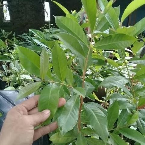 

Terlaris Cod Bibit Tanaman Pohon Buah Daun Salam Bumbu Dapur Gts Dddd