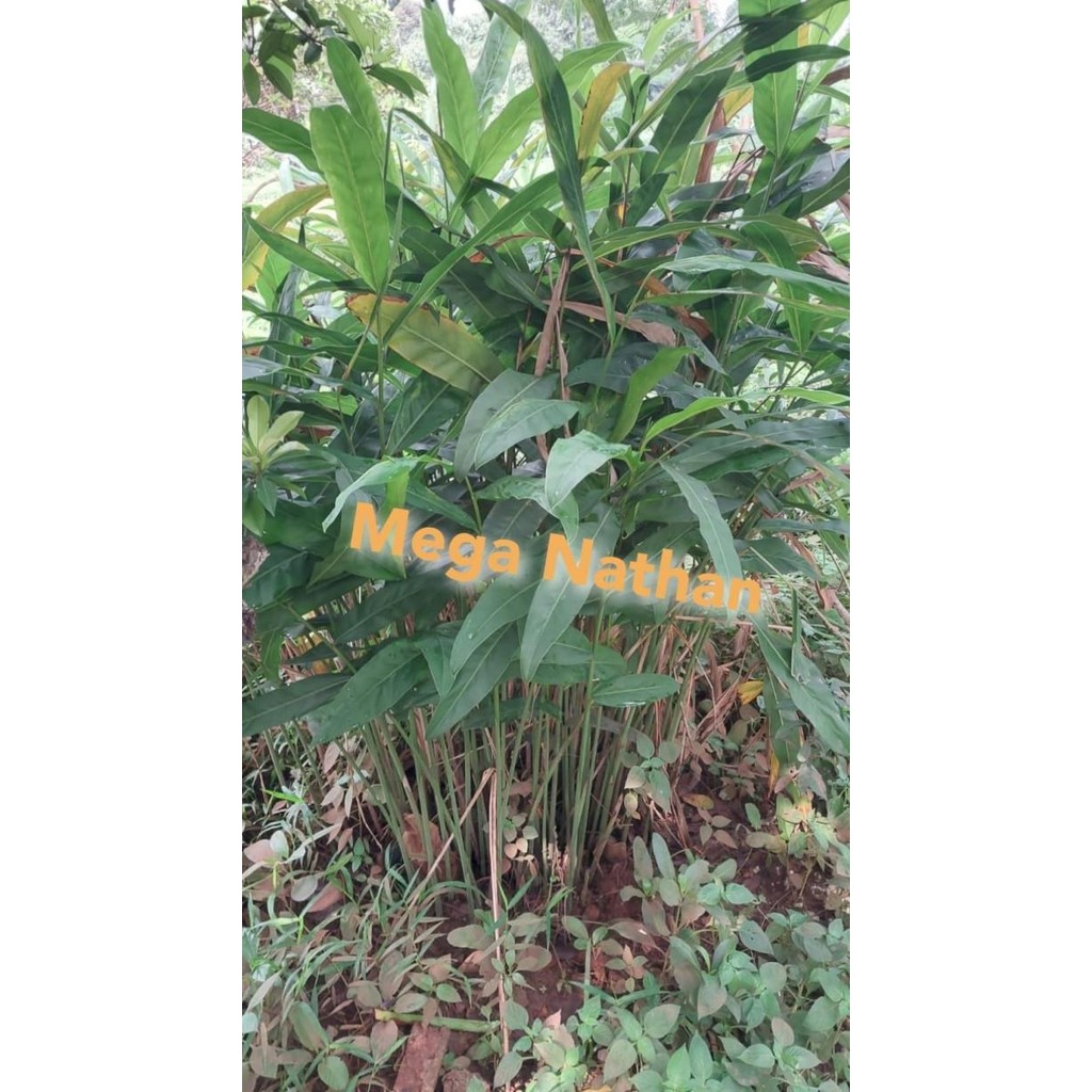 

Terlaris Nn- Bibit Sereh-Kunyit-Lengkuas-Jahe Putih-Jahe Merah-Temulawak-Kecombrang