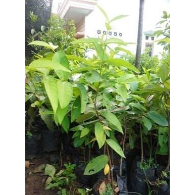 

Terlaris Bibit Jambu Citra Unggul Dan Berbuah Lebat