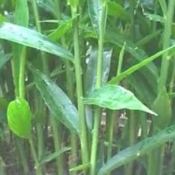 

Terlaris Bibit Jahe Bumbu.Super#Bibit_Tirta_Tani