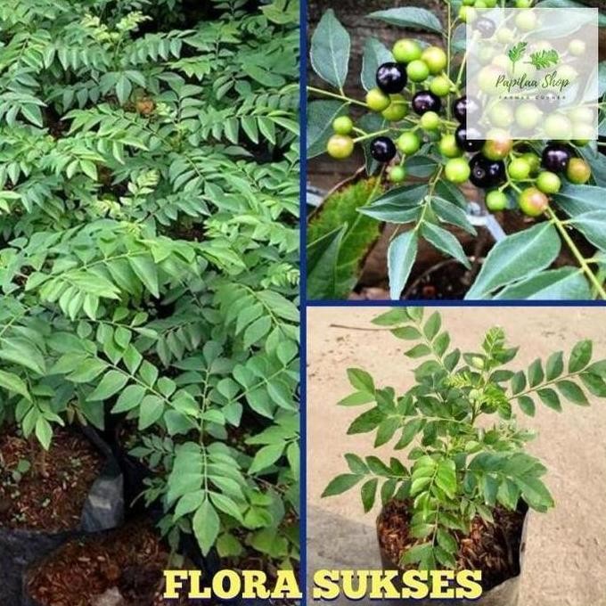 

Terlaris Bibit Tanaman Salam Koja Bibit Daun Kari Bibit Kari Berkualitas