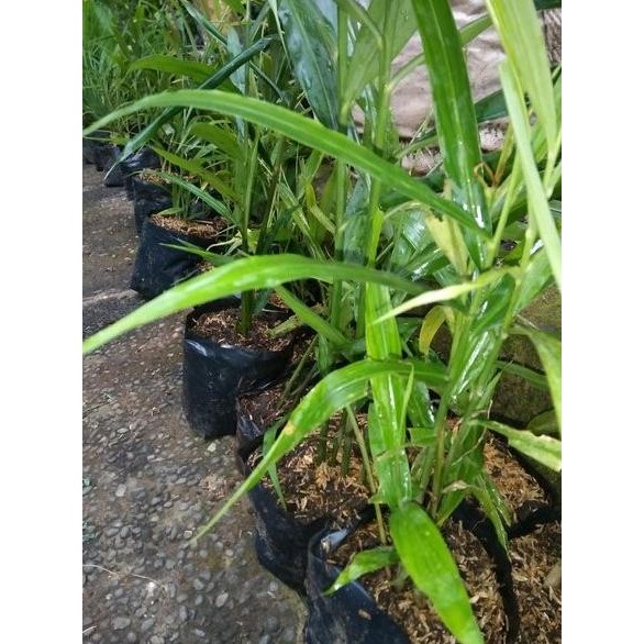 

Terlaris Bibit Tanaman Jahe Merah-Rimpang Jahe Merah Jyffbp 1037Yc