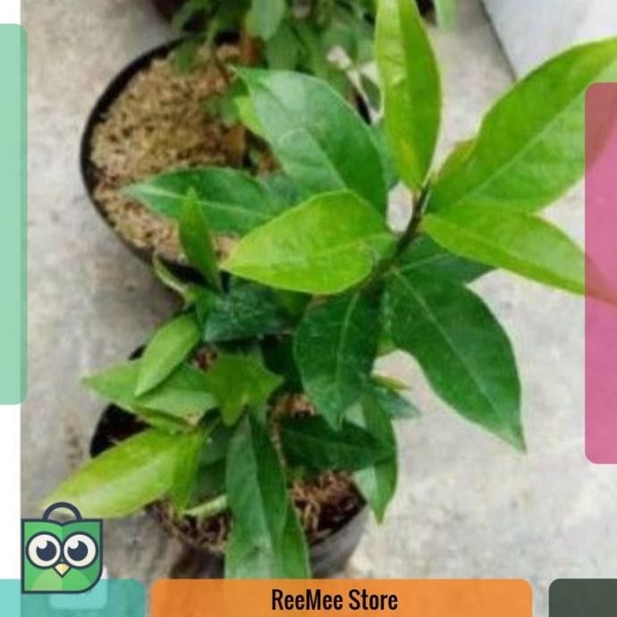 

Terlaris Bibit Tanaman Daun Salam Pohon Salam Tanaman Rempah Bumbu Masak Sayur