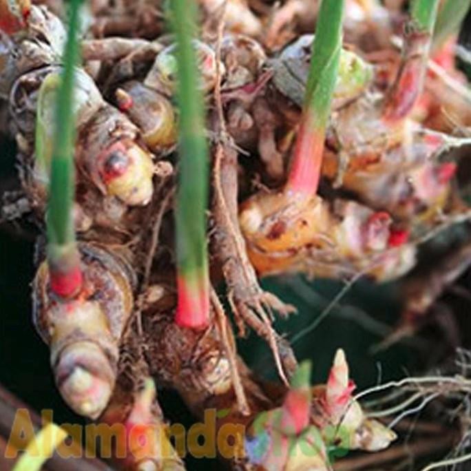 

Terlaris Bibit Jahe Merah Wntpwk 4771Eu