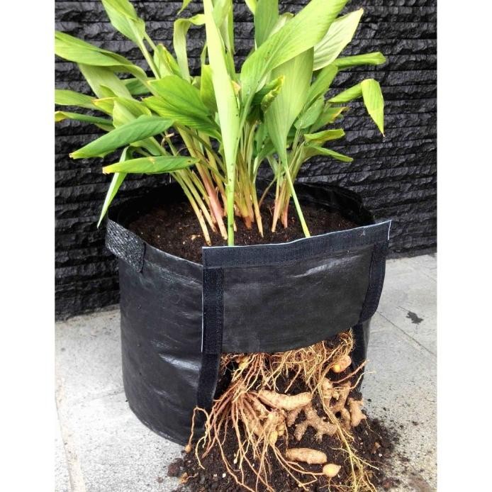 

Terlaris Rhizoma Large Planter Bag Pot Bibit Tanaman Rimpang Jahe Mmeefp 7443Jb