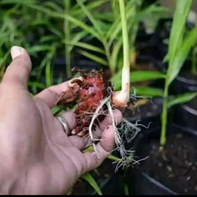 

Terlaris Bibit Tanaman/Herbal Pohon Jahe Merah Bodbwe 9495Jg
