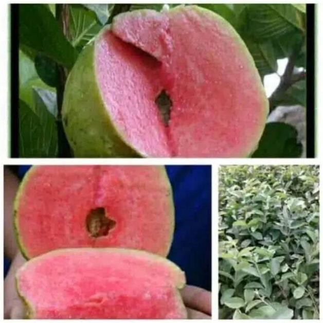 

Terlaris Bibit Jambu Sukun Merah Super Unggul