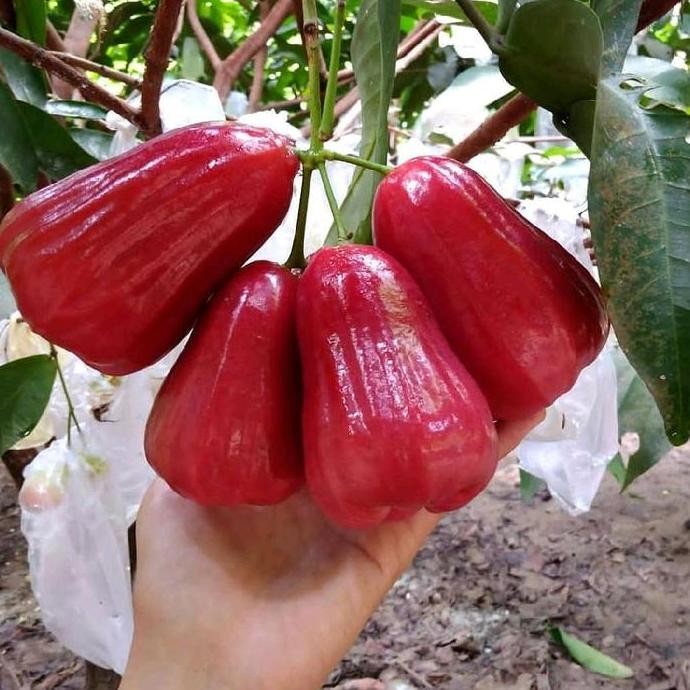 

Terlaris Bibit Jambu Citra Merah Bisa Di Pot