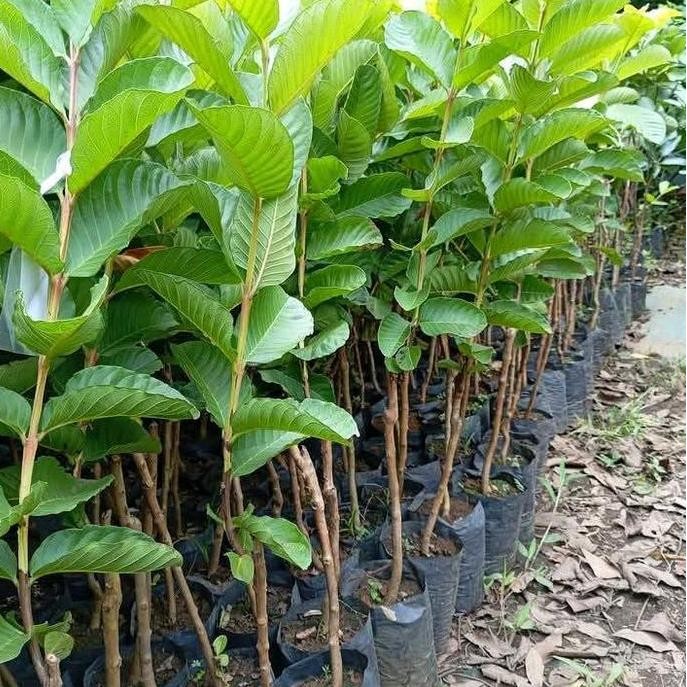 

Terlaris Benih Bibit Tanaman Jambu Kristal Merah