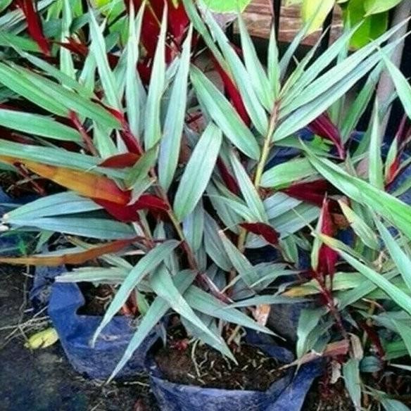 

Terlaris Dijual Paket 10 Bibit Jahe Merah Asli