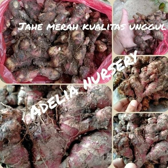 

Terlaris Bibit Benih Jahe Merah Asli 100 Persen Berat 1Kg Qakyjf 2347Zh