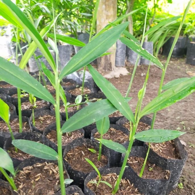 

Terlaris Benih Bibit Tanaman Jahe Emprit