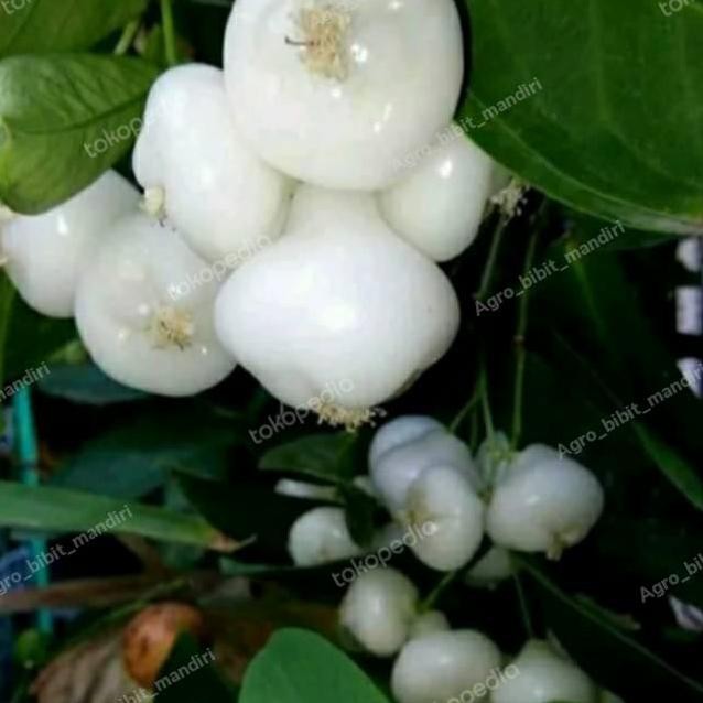 

Terlaris Bibit Tanaman Buah Jambu Air Kancing Putih Cepat Berbuah