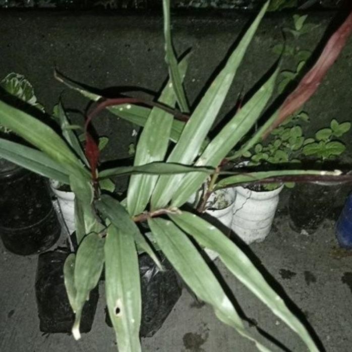 

Terlaris Bibit Jahe Wulung Alpinia Luteocarpa Or Red Bamboo Ginge Nswbdi 0910Hm